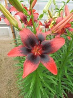 [4065 London Heart Mak No202.JPG]